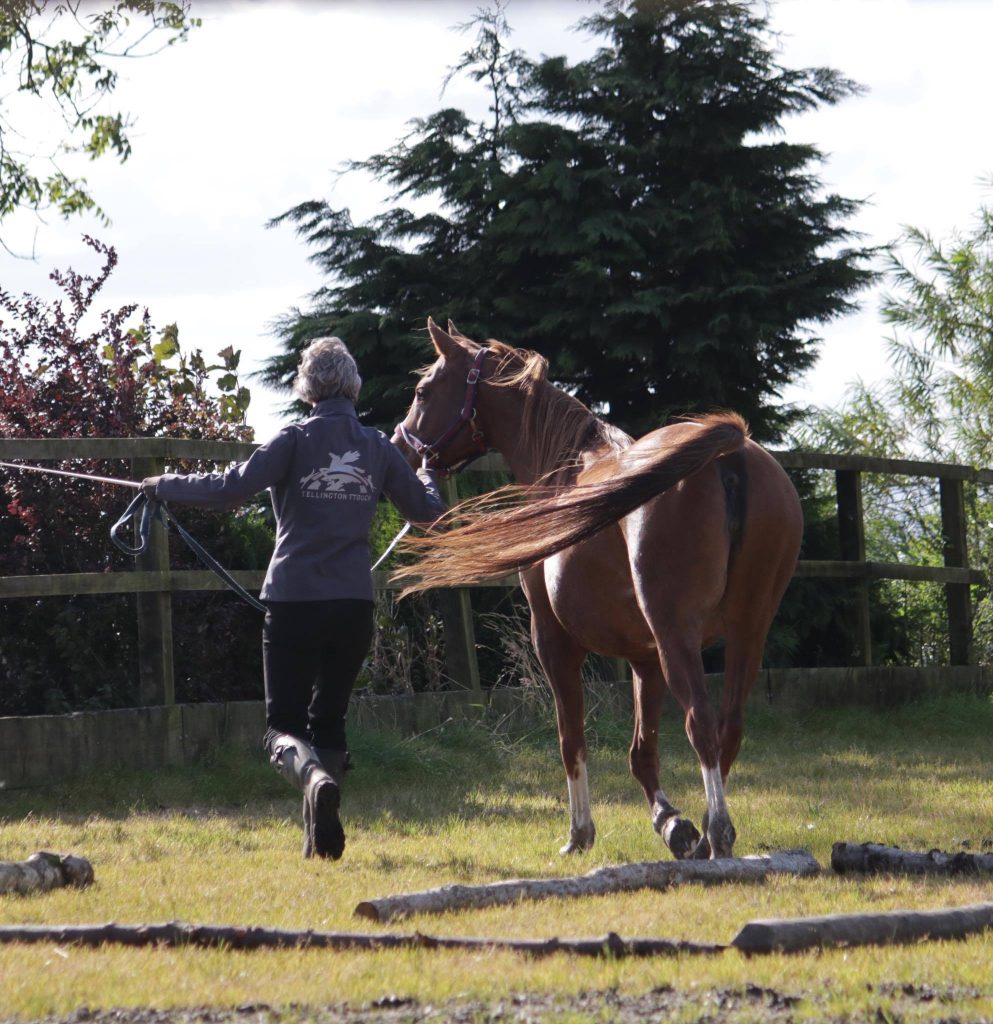 Tellington TTouch Training for Horses leading work Erica Donnison of The Posture Clinic
