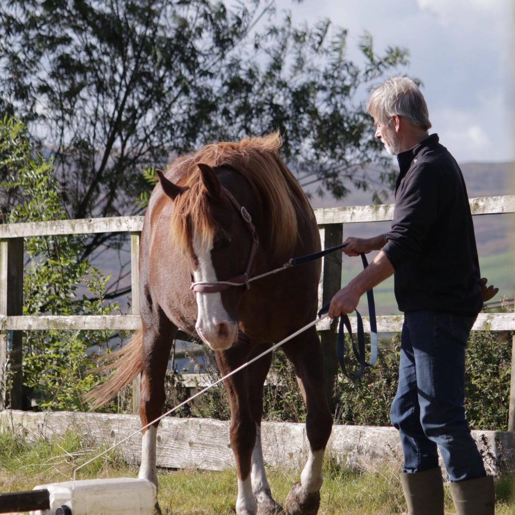 Tellington TTouch Training groundwork workshop with The Posture Clinic