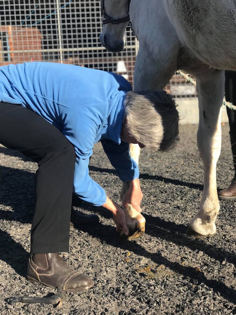 Tellington TTouch Training leg circles demonstration